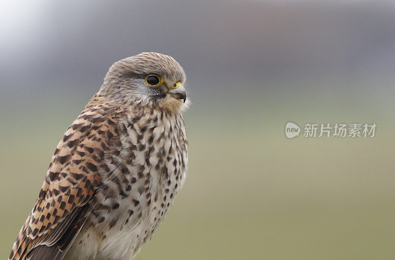 普通红隼(Falco tinnunculus)女性肖像